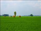 Bogra Sky, Aman Paddy Fields 7